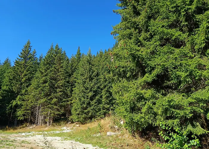 شقة студио орфееви скали بامبوروفو